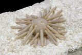 Cretaceous Fossil Urchin (Salenia) - Missour, Morocco #240001-1